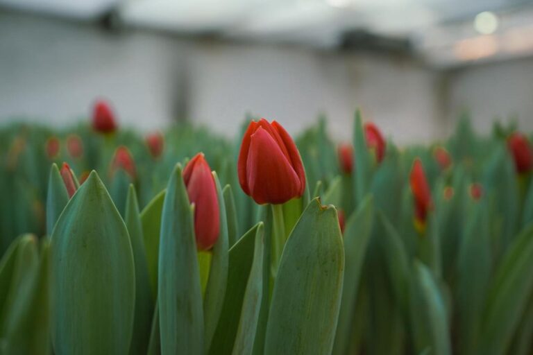 _gluster_2026_2_24_88f792362d586dd6c7107a22acc6c85f_1280x720