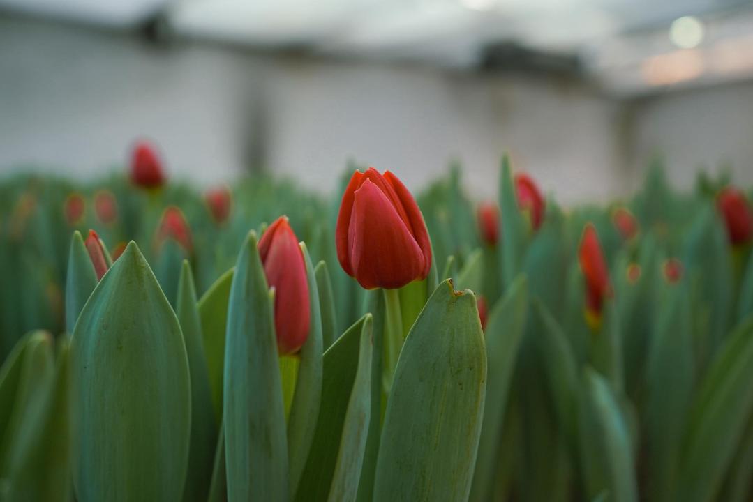 _gluster_2026_2_24_88f792362d586dd6c7107a22acc6c85f_1280x720